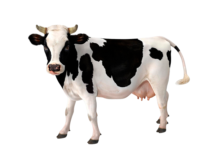 VACA LECHERA SALVADA 1