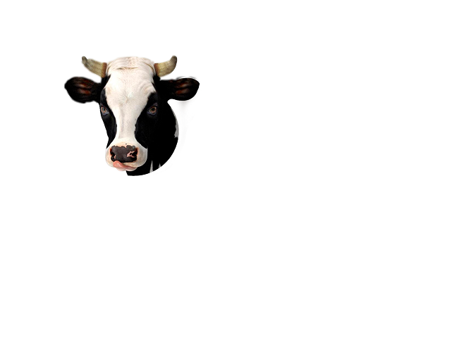 VACA LECHERA SALVADA 1 2